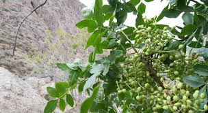 قیمت پسته کوهی